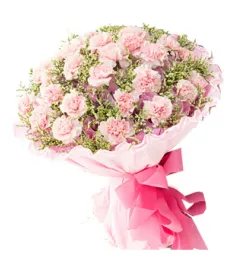 30 Pink Carnations