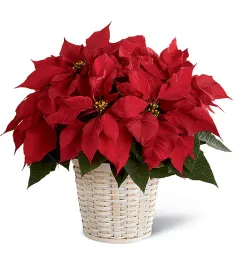 ​Red Poinsettia Planter Send to Philippines