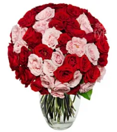 50 Blooms of Pink and Red Roses Delivery to Philippines