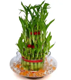 3 Layer Lucky Bamboo Delivery in Philippines