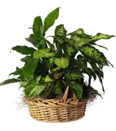 green plants basket online philippines