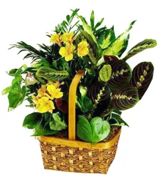 Green Plant Basket Delivery To Philippines