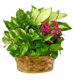 Mixed Plants in Basket