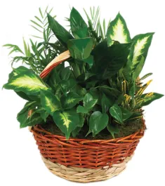 Full Green Basket Delivery To Philippines