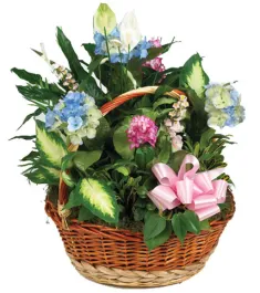 Silk & Green Basket Delivery To Philippines