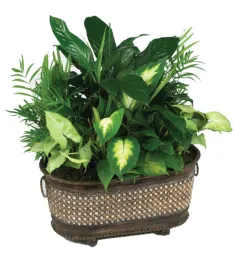 send green plants to manila Philippines