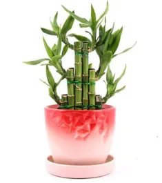 Lovely Lucky Bamboo