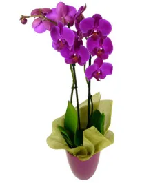 Send Purple Orchid Plants To Philippines