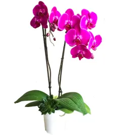 Phalaenopsis orchids Delivery To Philippines