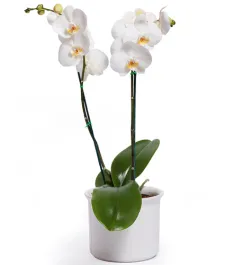 White Phalaenopsis Orchid Delivery To Philippines