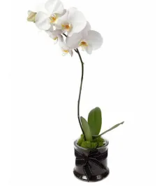 White Phalaenopsis Orchid Delivery To Philippines