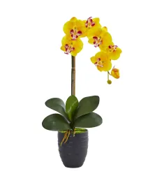 Send Yellow Orchids Plants To Philippines