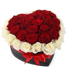 24 Red and White Roses