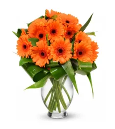 orange gerbera