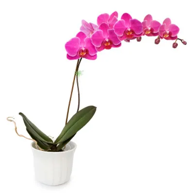 Send Orchid Plants To Philippines