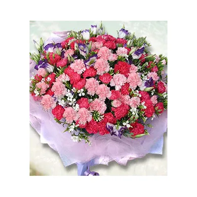 66 Red & Pink Carnations