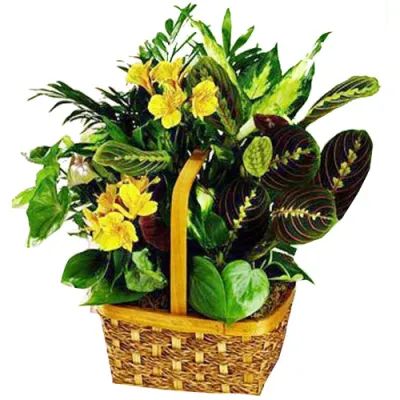 Green Plant Basket Delivery To Philippines