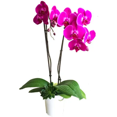 Phalaenopsis orchids Delivery To Philippines