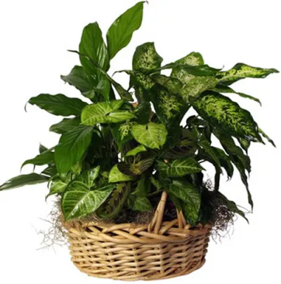 green plants basket online philippines