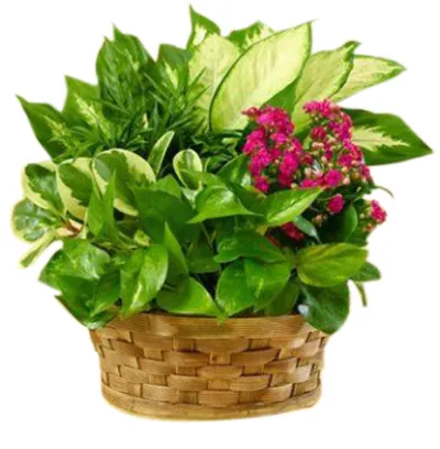 Mixed Plants in Basket