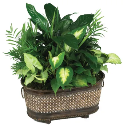 send green plants to manila Philippines