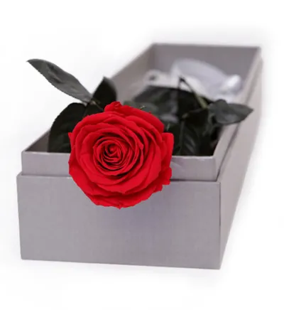 Single Red Ecuadorian Roses Rose in a Box