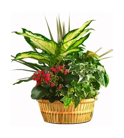 Indoor Gardening Plants Delivery Philippines