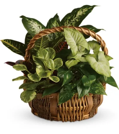 Emerald Garden Basket Delivery To Philippines