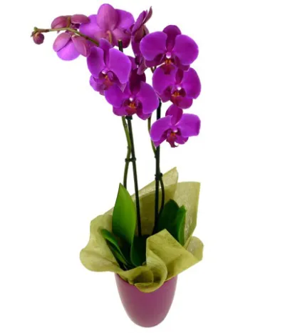 Send Purple Orchid Plants To Philippines