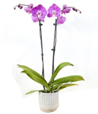 Send Yellow Orchids Plants To Philippines