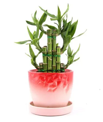 Lovely Lucky Bamboo