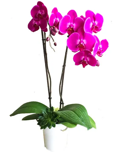 Phalaenopsis orchids Delivery To Philippines