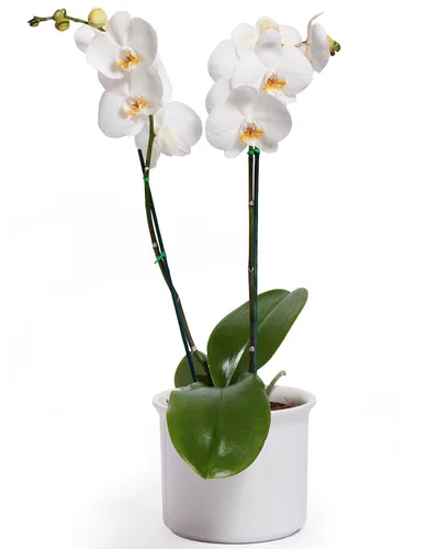 White Phalaenopsis Orchid Delivery To Philippines