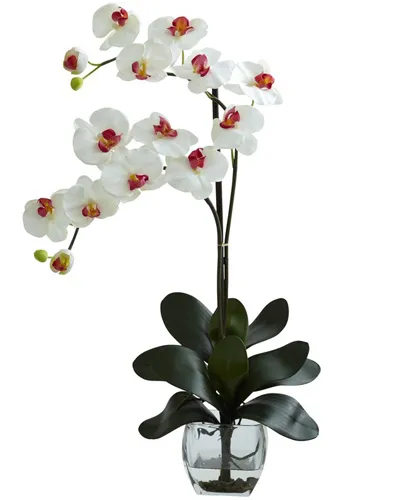 White Dendoriden Orchid - Double Stem Delivery in Philippines