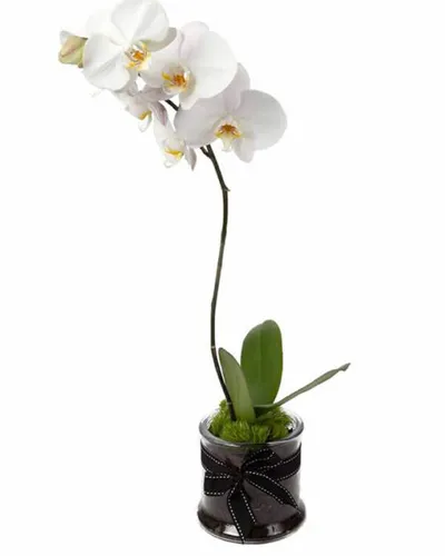 White Phalaenopsis Orchid Delivery To Philippines