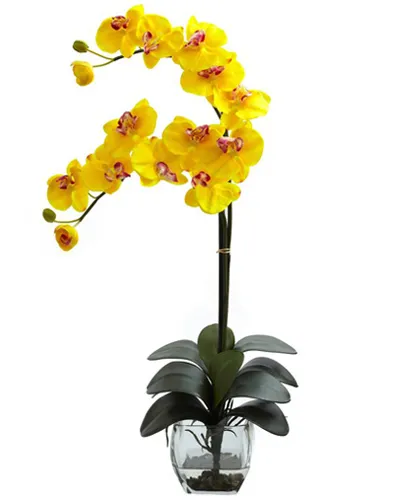 Double Phalaenopsis Orchid in Vase To Philippines