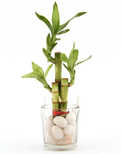 Delight Lucky Bamboo To Philippines