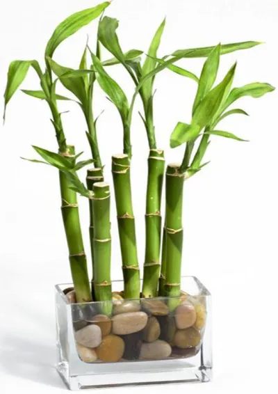 Dracaena Sanderiana Bamboo Tree Plant