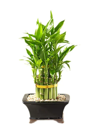 lucky bamboo online philippines